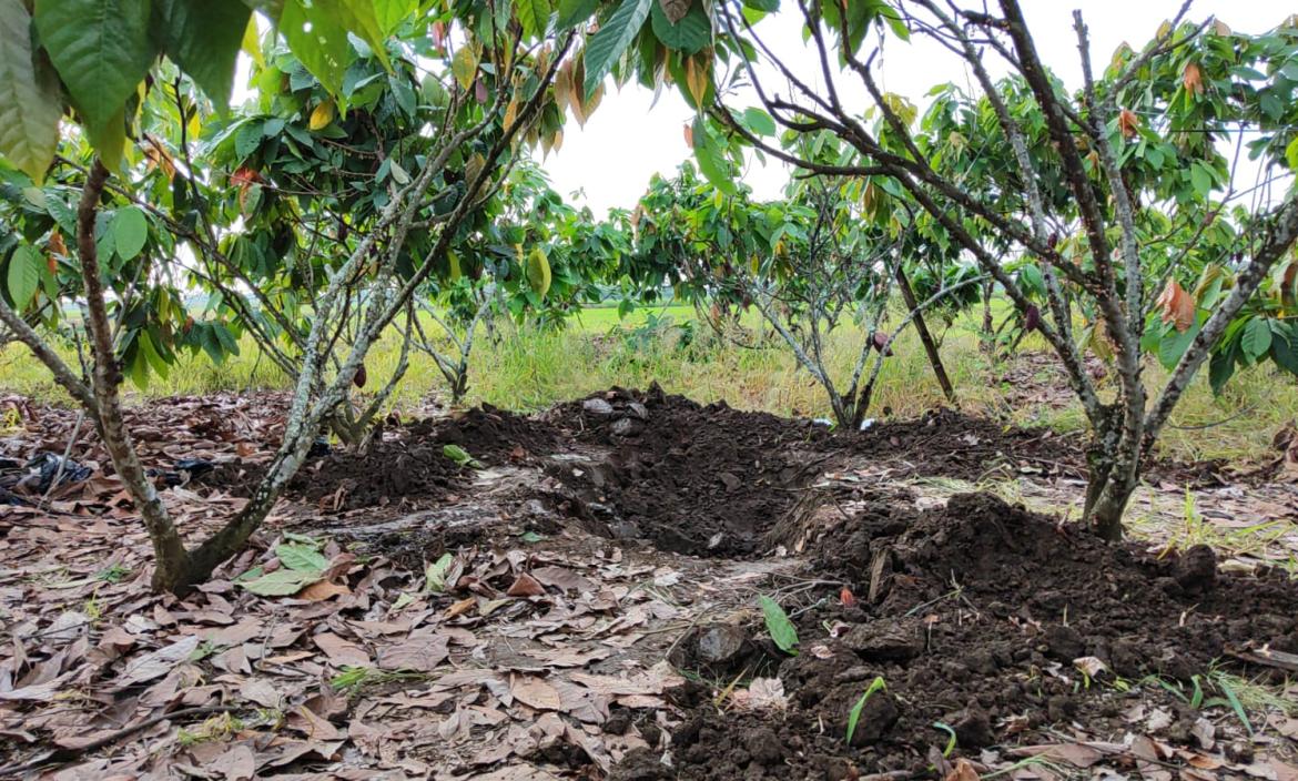 Entre estas plantas de cacao estaban enterradas las féminas.