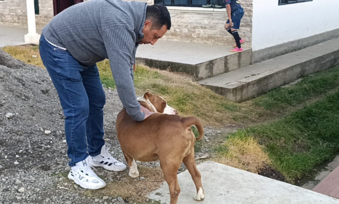 El perrito pitbul fue atacado con un machete, en Loja.