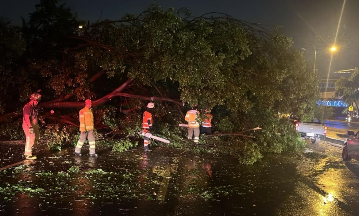 Hubo árboles caídos en varios sectores de Guayaquil, reportó Segura EP.