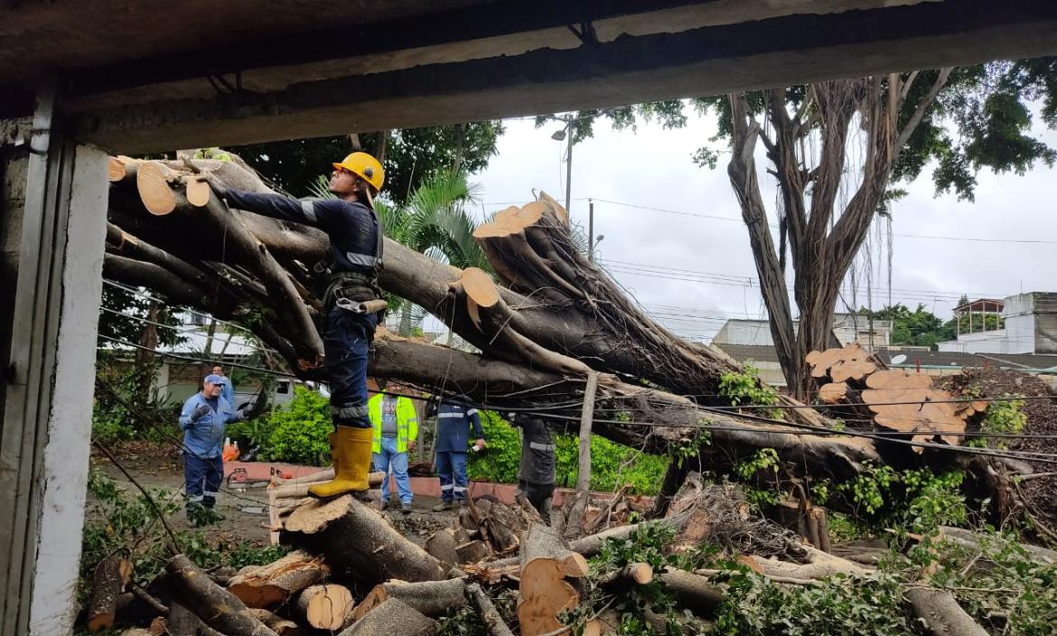 En Guayacanes cayó un árbol grande.