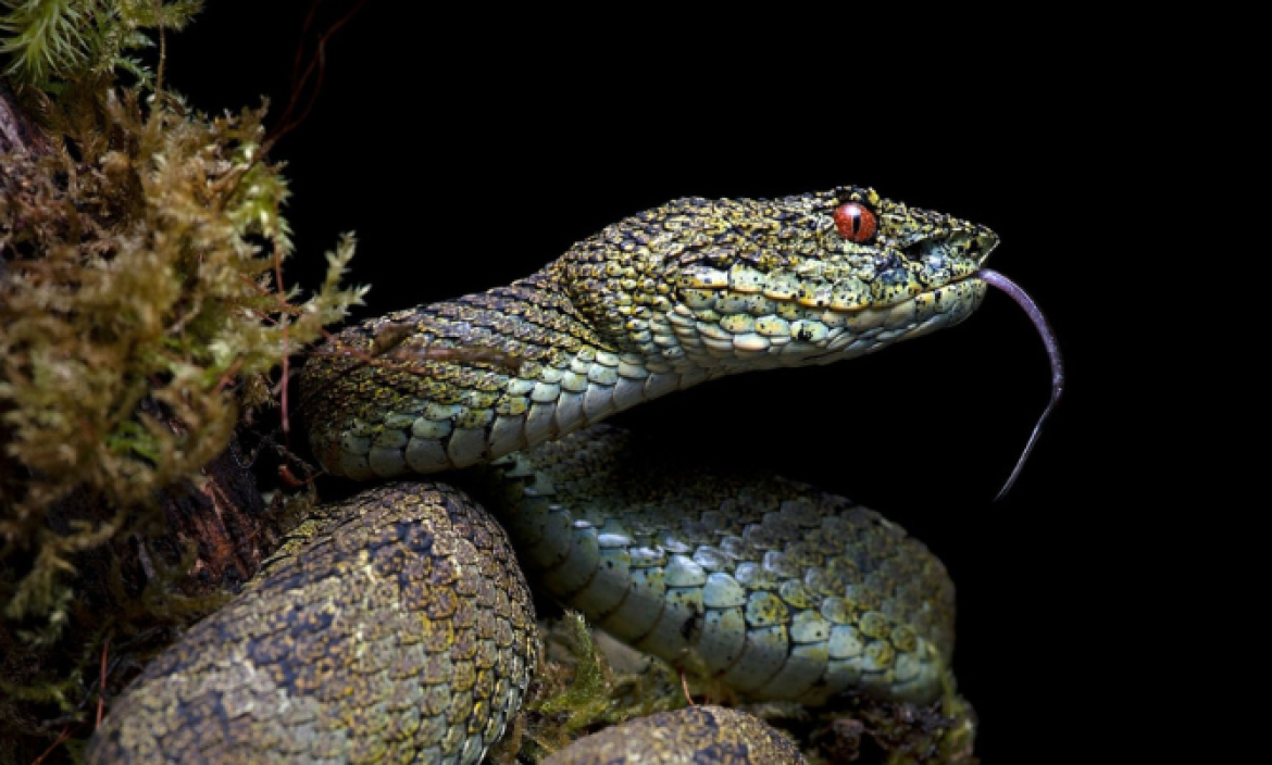 Las serpientes están en peligro de extinción si no se protege su hábitat.