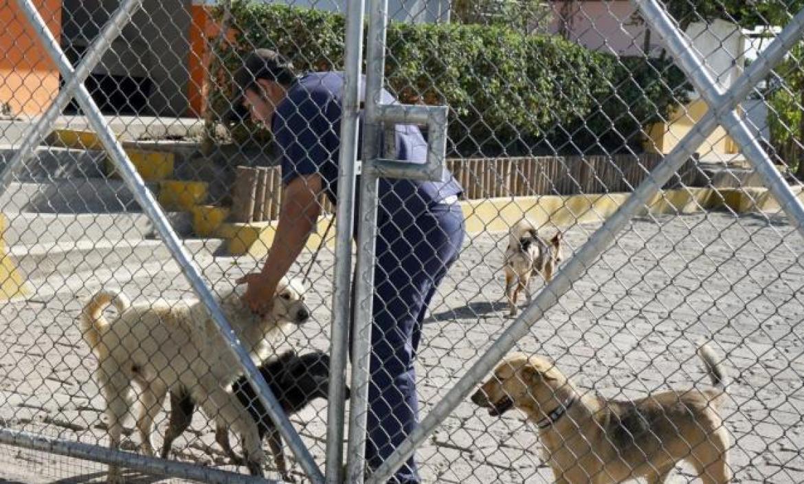 ataques de perros Quito