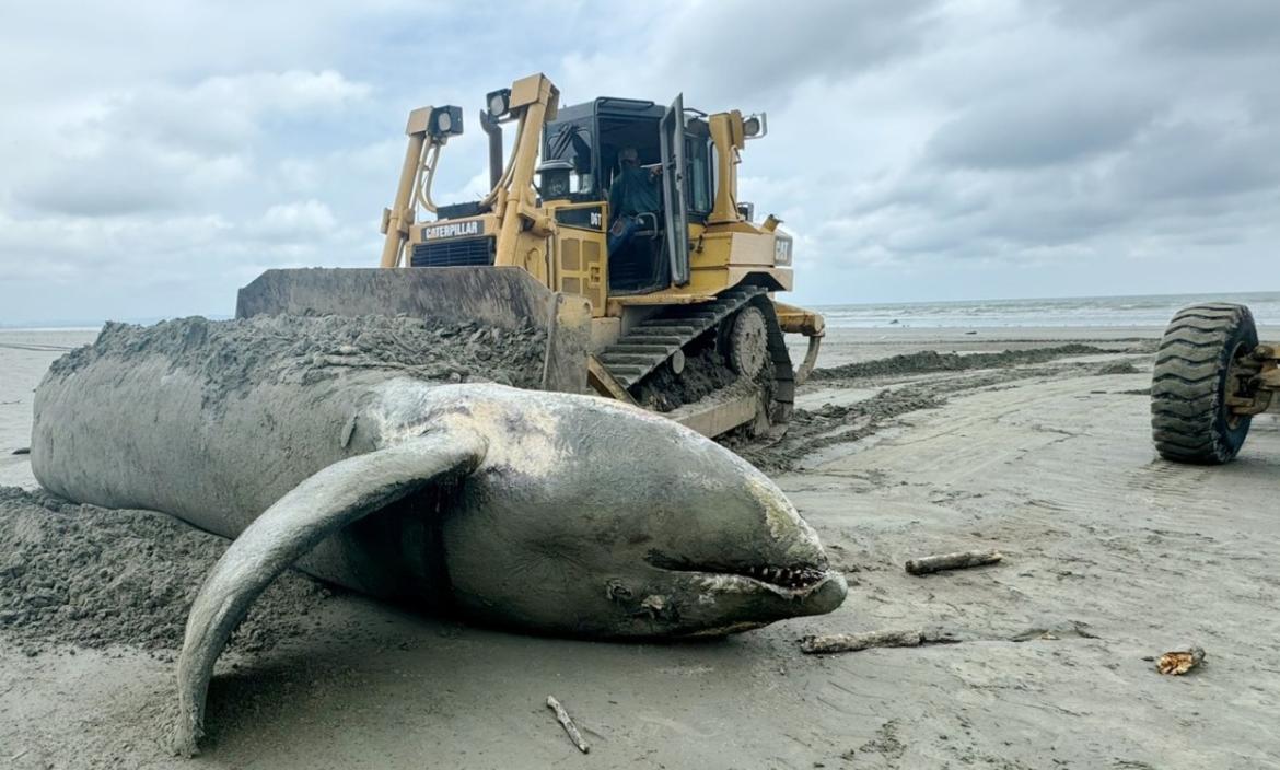 La ballena apareció muerta en esta playa de Esmeraldas.