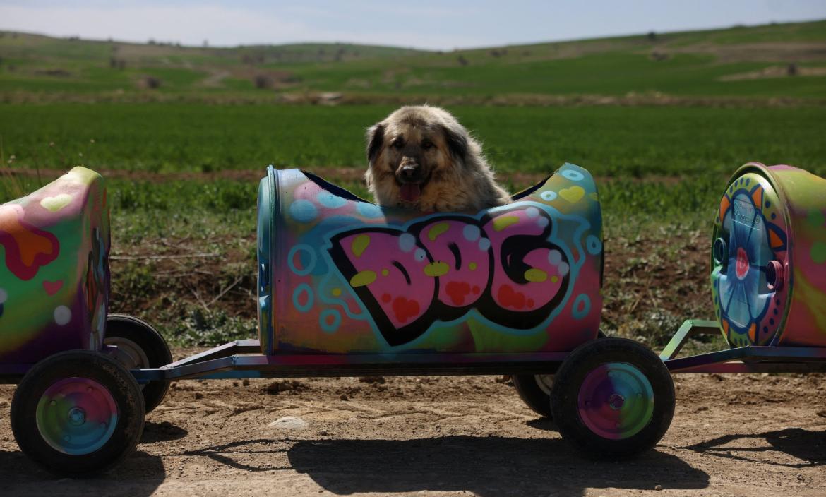 Un perro discapacitado disfruta de un paseo en un tren de este refugio.