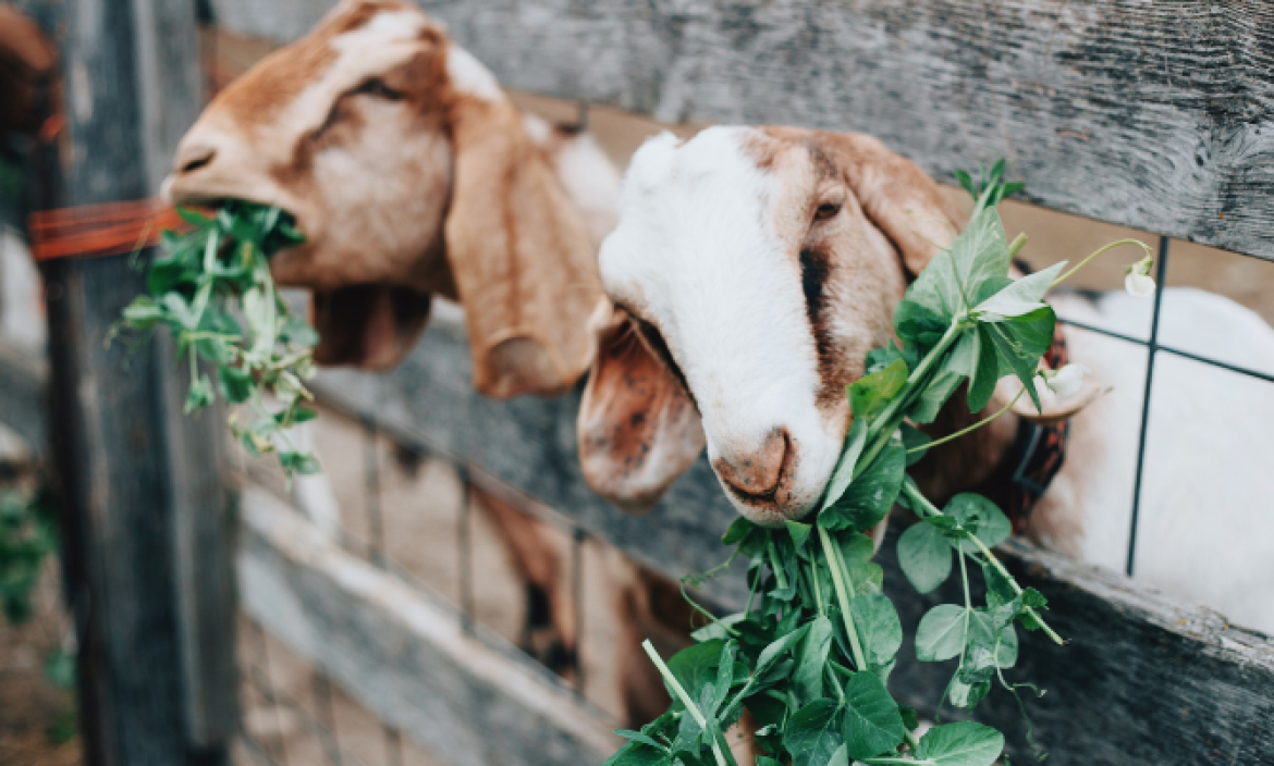 Nueves personas han sido sancionadas por la venta ilegal de leche de cabra.
