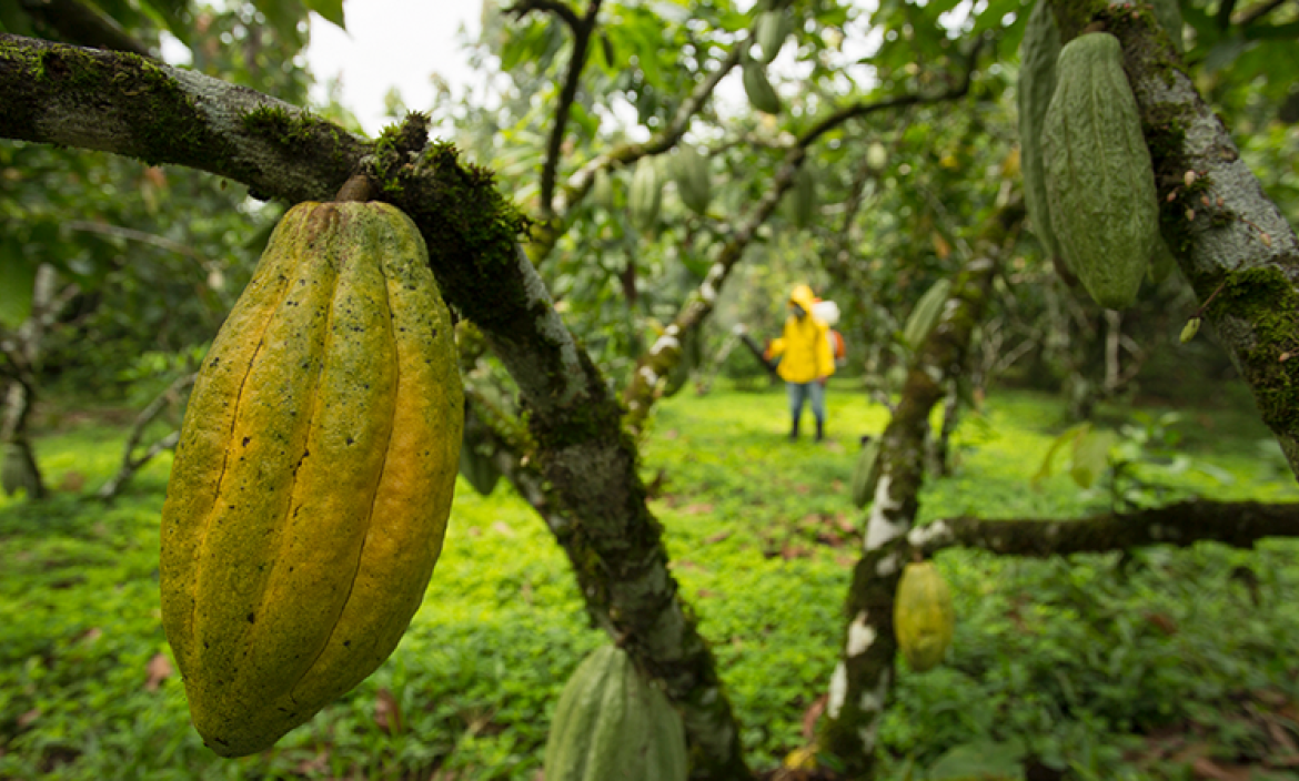 Cacao