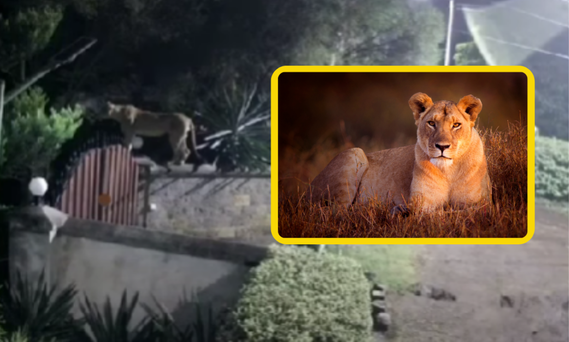 Las autoridades investigan cómo escapó la leona de su refugio.