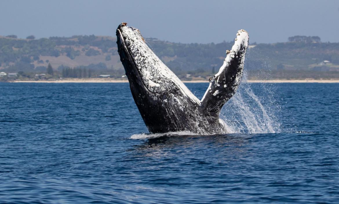 BALLENA JOROBADA