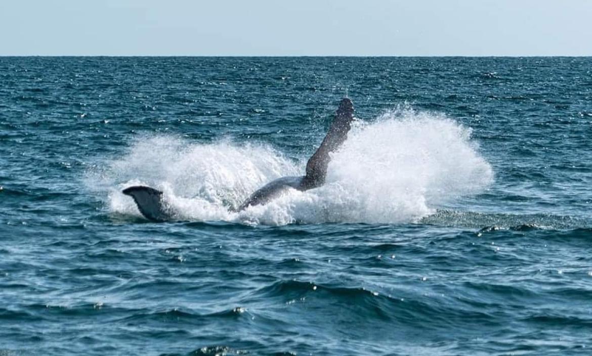 Ya se puede apreciar el avistamiento de ballenas en Ayangue.