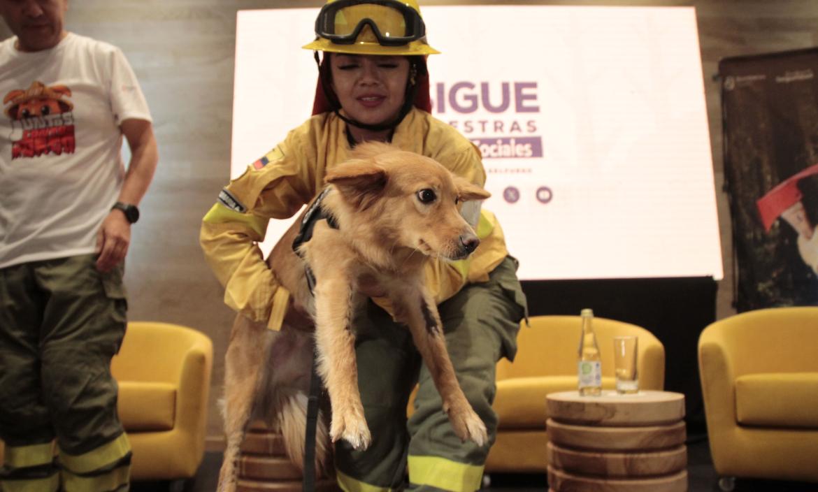 CHAUPI, EL PERRO SOBREVIVIENTE DE UN INCENDIO FORESTAL