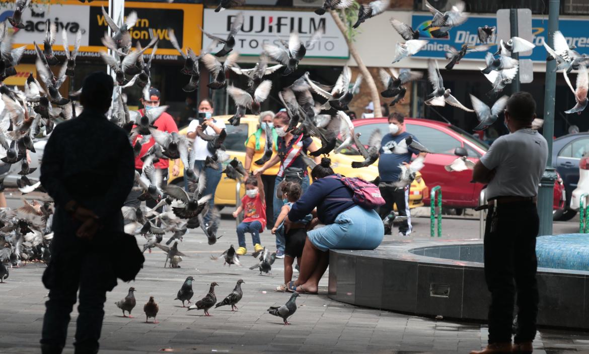 palomas en la plaza Rocafuerta