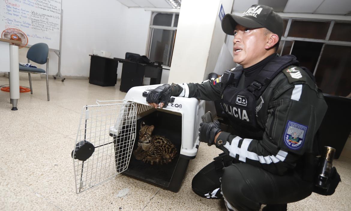 Rescate de animales silvestres Ecuador