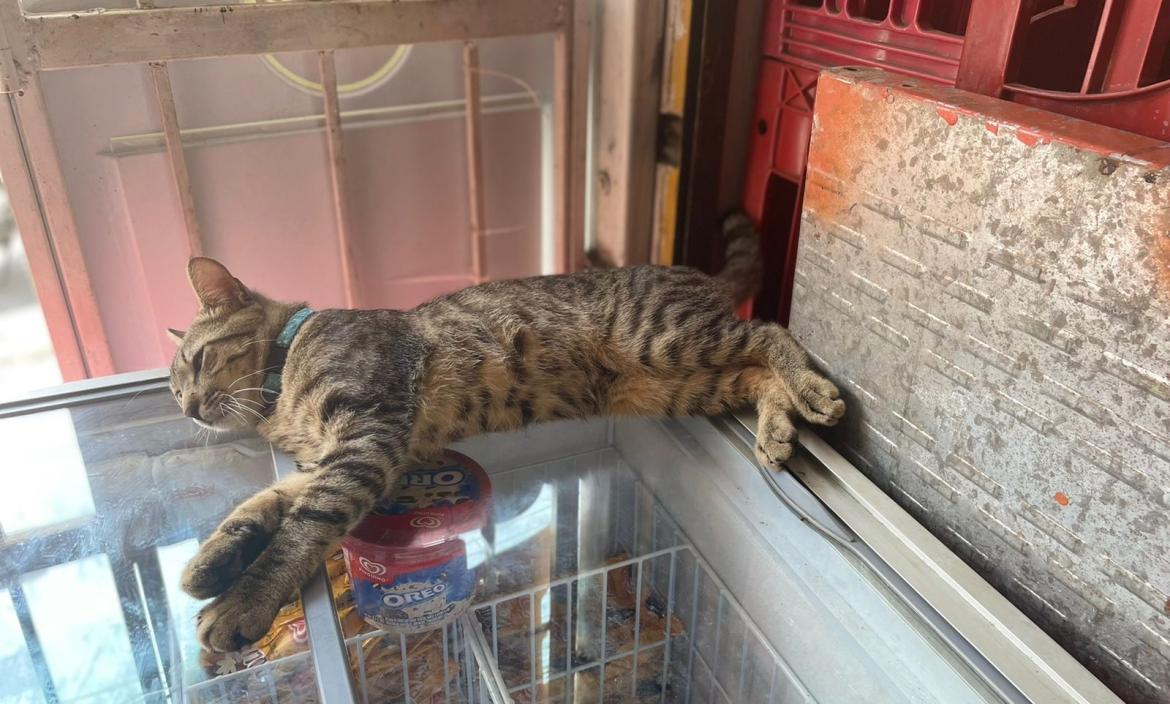 Caserito tienda con gato