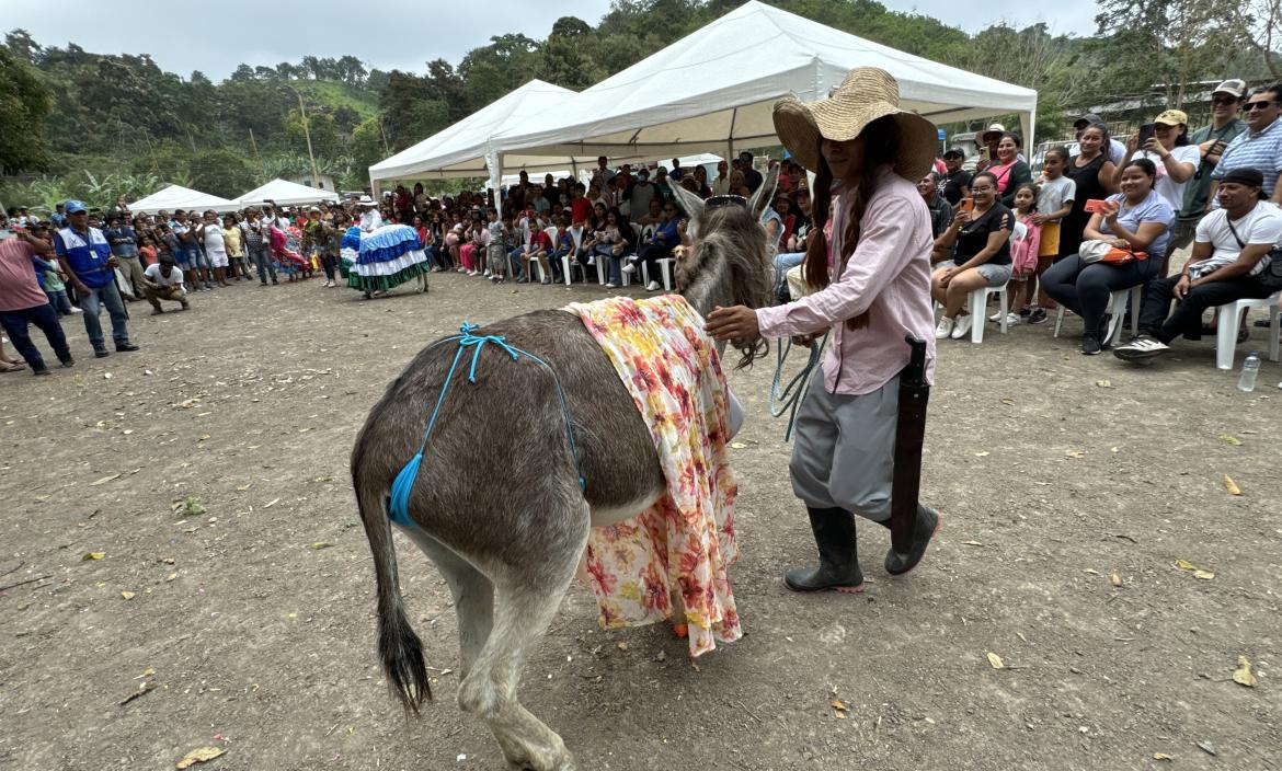 La asna La Pelucona desfiló en el concurso con un hilo azul.