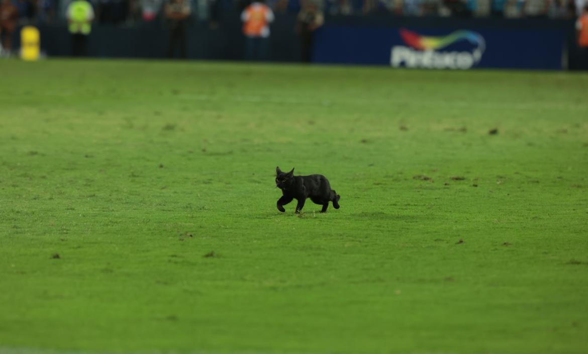 Emelec gato negro