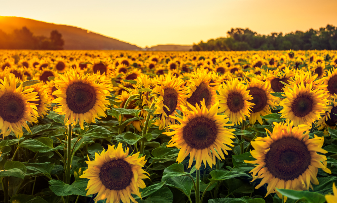 Referencial. Girasoles.