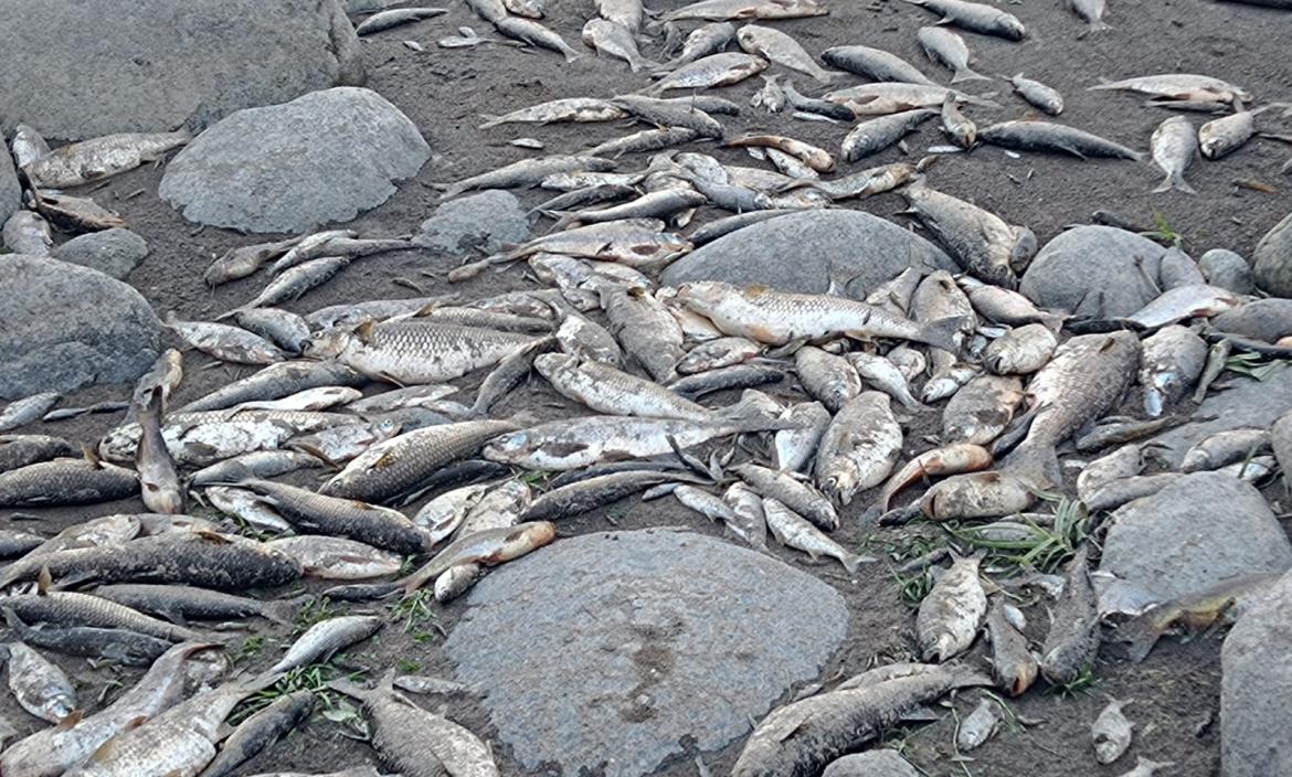 Peces muertos en el río Esmeraldas.