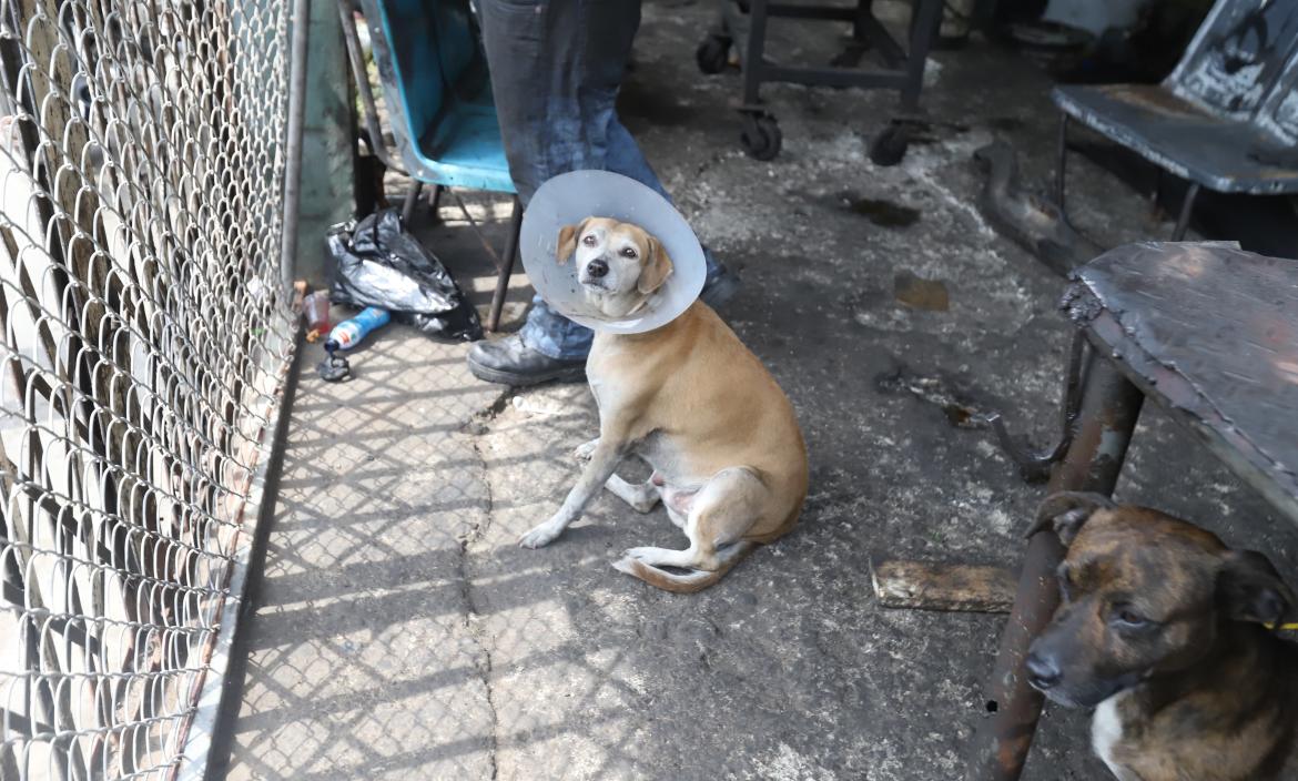 La perrita recibió un impacto de bala en una de sus patitas.