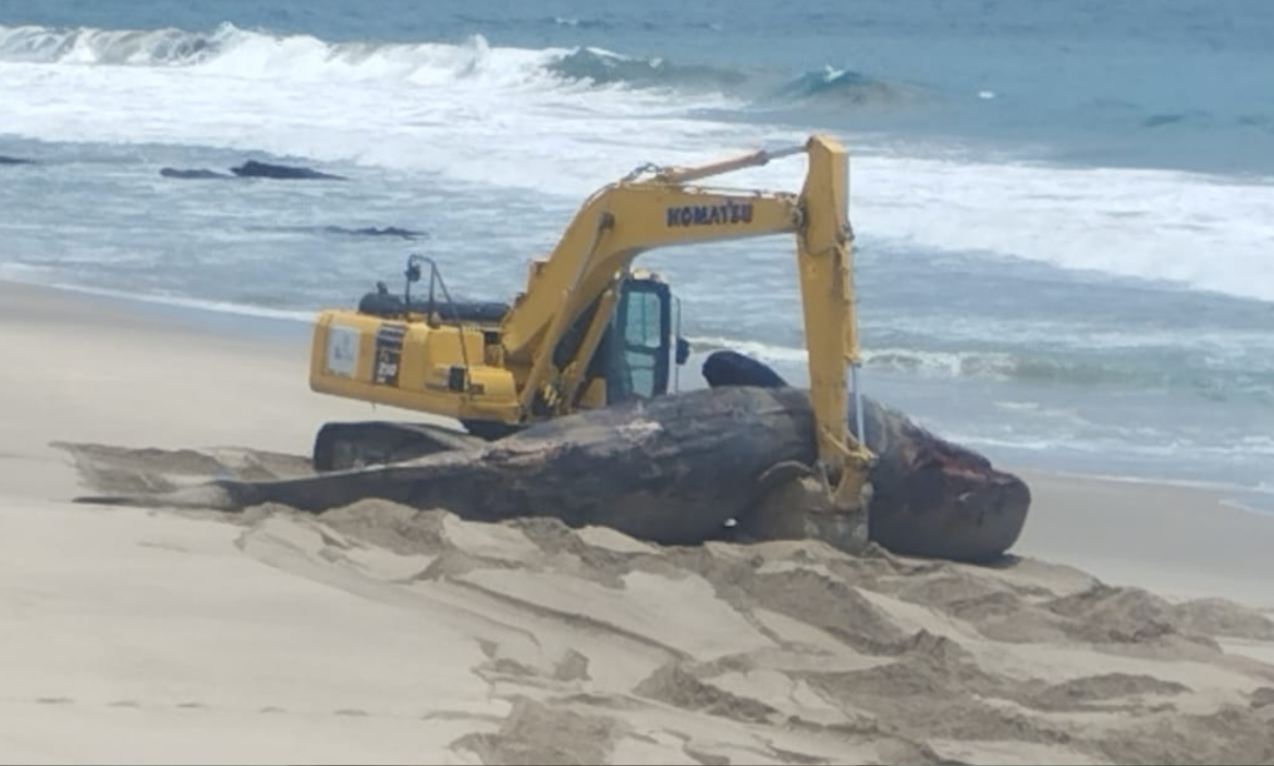 La ballena medía aproximadamente 11 metros de longitud.