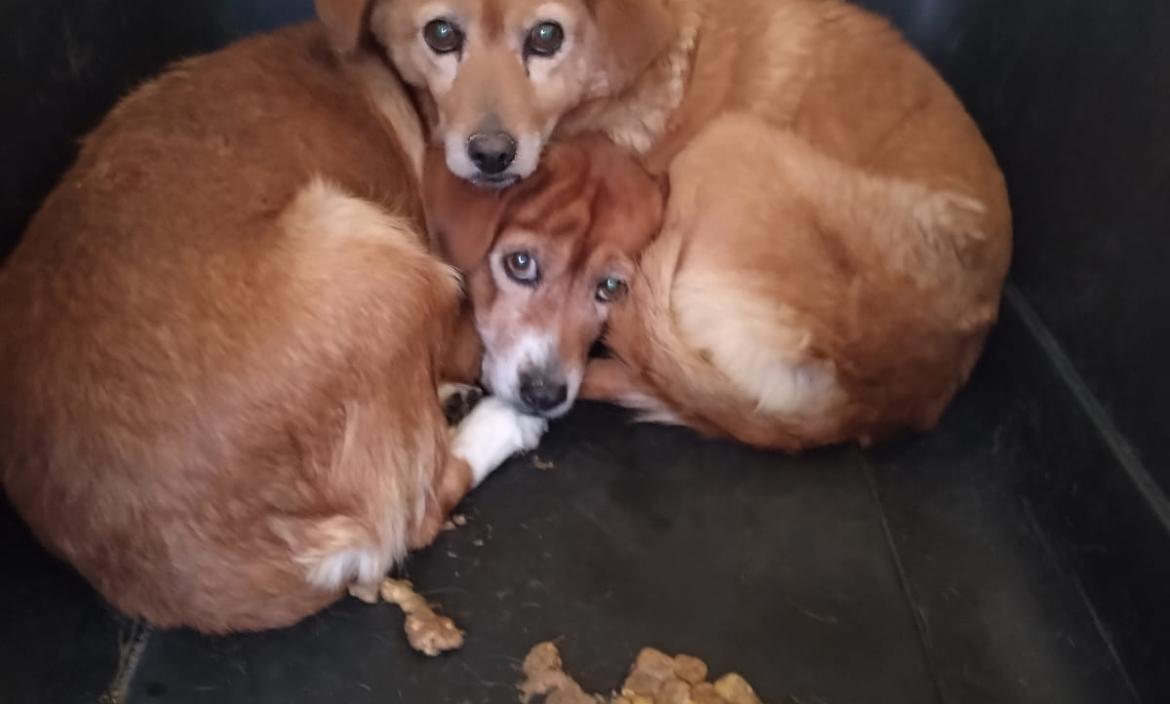 Perras abusadas en Quito - Maltrato animal - Autoridades