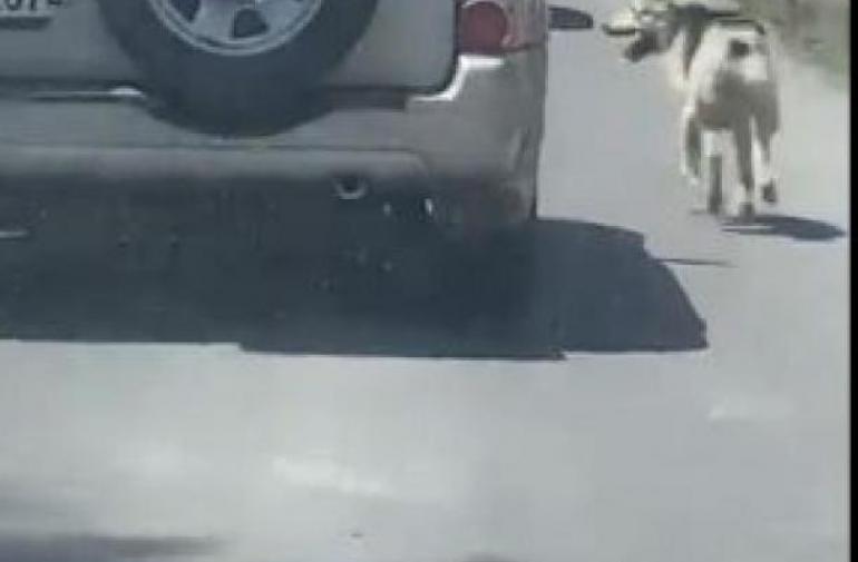 Un perrito lucha por alcanzar a su dueño, tras ser abandonado en la calle