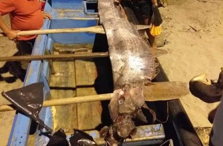 Pescadores capturan un pez remo de 4 metros en Tonsupa