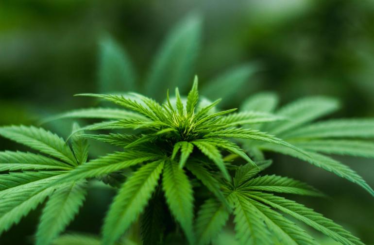 Imagen blur-cannabis-close-up-606506