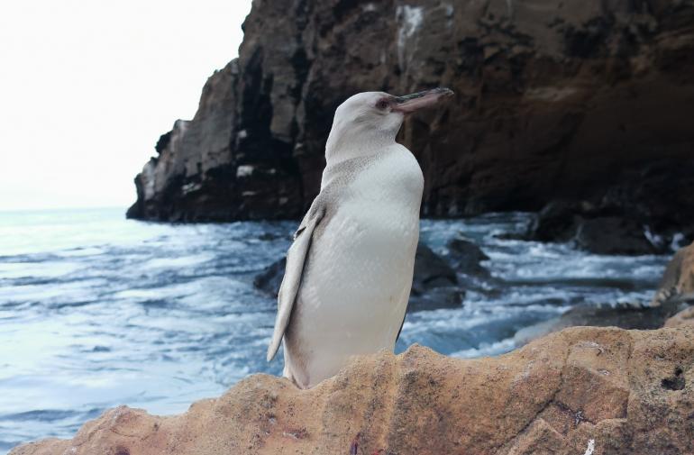 Pingüino blanco de Galápagos