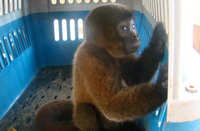 Estrellita convivió con humanos por 18 años y falleció en un zoológico luego de ser decomisada