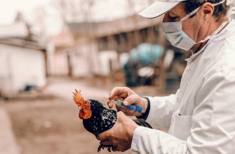 China detecta el primer caso de gripe aviar H3N8 en humanos