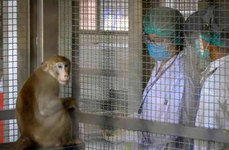 Perú declara alerta por la viruela del mono pese a no haber detectado casos