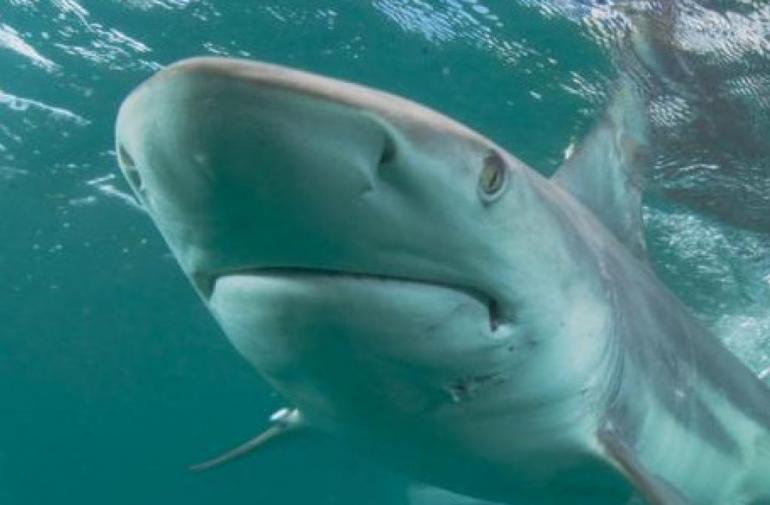 Una mujer es atacada por un tiburón en las costas de Florida