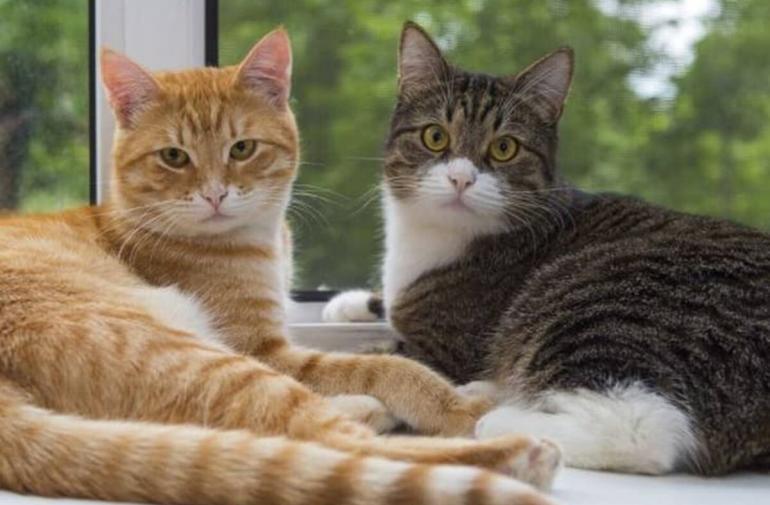 Las hormonas y el microbioma influyen en que los gatos puedan vivir en grupo