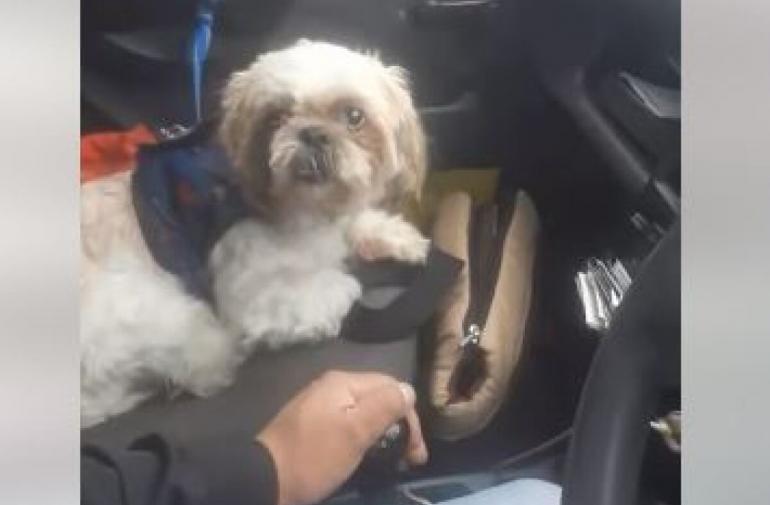 Colombia: Abandonaron a perrito en un taxi con instrucciones y todo