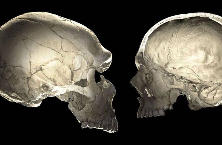 Los humanos modernos generan más neuronas que los neandertales