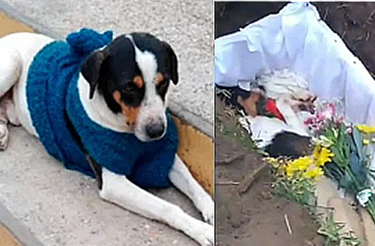 Perú | Despiden a un perrito como Dios manda: con funeral y música