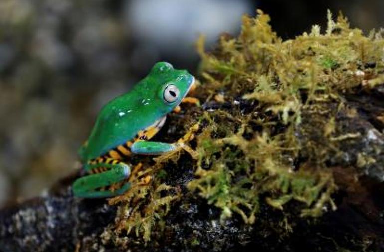 Describen una nueva especie de rana en Ecuador
