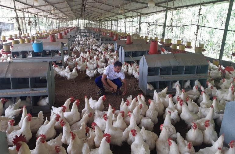 Unas 180.000 aves serán sacrificadas ante el brote de la gripe aviar