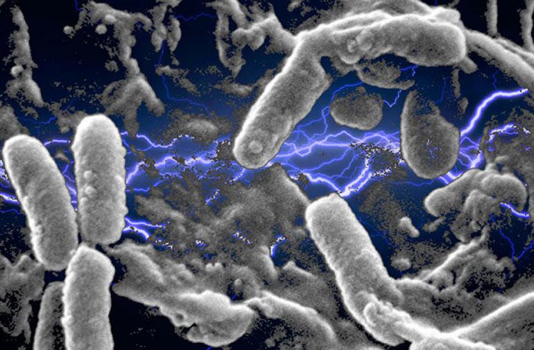 Las microfibras del Mediterráneo son el hogar de cientos de bacterias