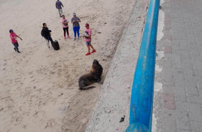 Turistas maravillados por la presencia de un lobo marino