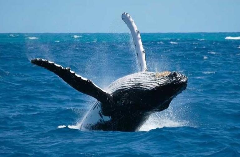 Un estudio destaca el potencial de las ballenas contra calentamiento global