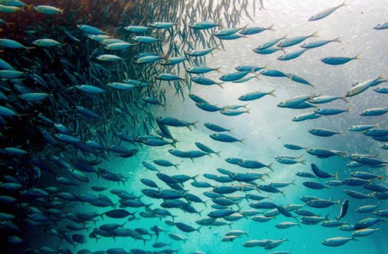 El calentamiento del mar reducirá el tamaño de los peces, según un estudio