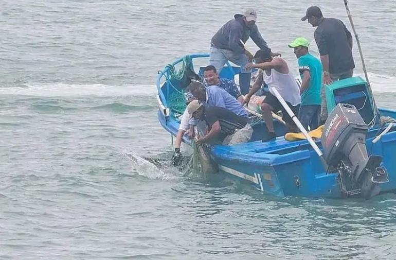 el cocodrilo atrapado en la red