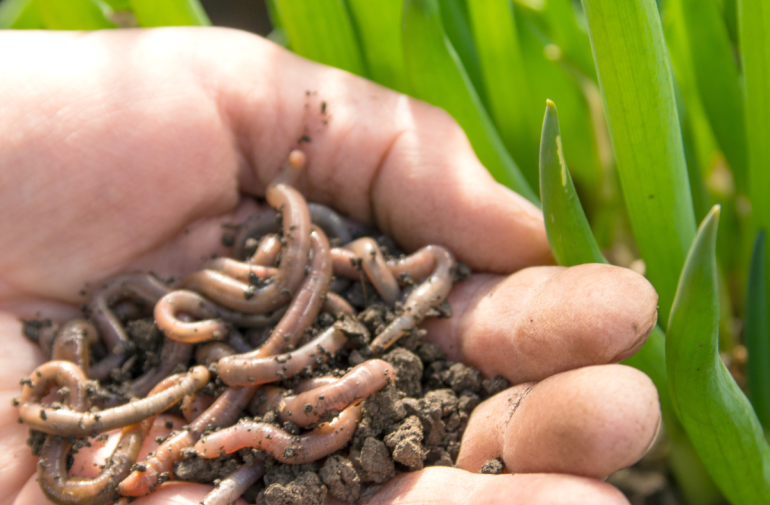 Las lombrices de tierra contribuyen a la producción de alimentos.