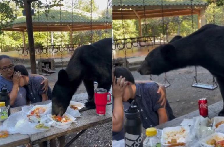 En el metraje nunca se observó al oso tocando a las personas, sin embargo, si los olfateó.