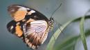 Las alas de la mariposa pueden repeler el agua y reducir el impacto de la lluvia.