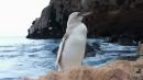 Pingüino blanco de Galápagos