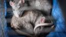 Como los humanos, las ratas son capaces de estimar la duración de sus actos