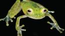 Nueva-especie-de-rana-de-cristal-descubierta-en-Ecuador