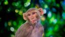 Los monos rhesus pueden percibir sus propios latidos